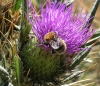 Bombus sp.