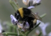 Bombus sp.