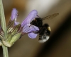 Bombus sp.