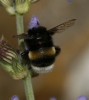 Bombus sp.