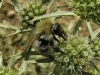 Bombus sp.