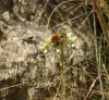 Bombus sp.