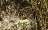 Bombus sp.