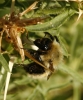 Bombus sp.