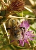 Bombus sp.