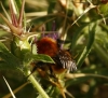 Bombus sp.