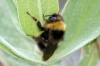 Bombus sylvestris (Lepeletier 1833) [?]