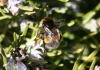 Bombus terrestris (Linnaeus 1758)