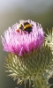 Bombus terrestris (Linnaeus 1758) [?]