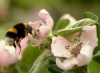 Bombus terrestris lusitanicus Krüger 1956 Bombus terrestris lusitanicus Krüger 1956