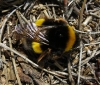 Bombus terrestris lusitanicus Krüger 1956 Bombus terrestris lusitanicus Krüger 1956