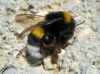 Bombus terrestris lusitanicus Krüger 1956 Bombus terrestris lusitanicus Krüger 1956