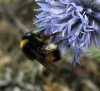 Bombus terrestris lusitanicus Krüger 1956 Bombus terrestris lusitanicus Krüger 1956