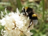 Bombus terrestris lusitanicus Krüger 1956 Bombus terrestris lusitanicus Krüger 1956
