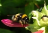 Bombus terrestris lusitanicus Krüger 1956 Bombus terrestris lusitanicus Krüger 1956