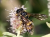 Cerceris rybyensis (Linnaeus, 1771)
