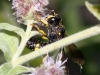 Cerceris rybyensis (Linnaeus, 1771)