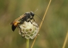 Chilosphex argyrius (Brull, 1833)