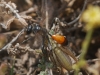 Chilosphex argyrius (Brull, 1833)