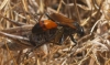 Chilosphex argyrius (Brull, 1833)