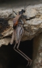 Chilosphex argyrius (Brull, 1833)