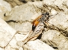 Chilosphex argyrius (Brull, 1833)