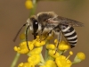 Colletes 1/2 Colletes 1/2