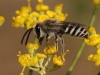 Colletes 2/2 Colletes 2/2