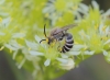 Colletes sp. Colletes sp.