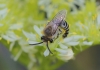 Colletes sp. Colletes sp.