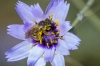 Halictus scabiosae (Rossi, 1790)