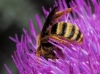 Halictus scabiosae (Rossi, 1790)