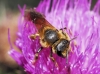 Halictus scabiosae (Rossi, 1790)