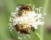 Halictus sp. 1d3