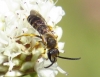 Halictus sp. 2d2