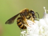 Halictus sp. 2d3