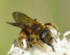 Halictus sp. 3d3