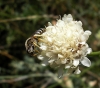 Halictus (Halictus) sp.