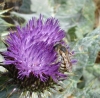 Halictus (Halictus) sp.