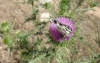 Halictus (Halictus) sp.