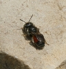 Hoplitis andrenoides