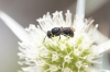 Hylaeus sp. Hylaeus sp.