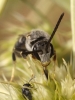 Lasioglossum 3/3