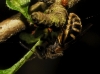 Lasioglossum sp. 1/2