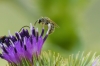 Lasioglossum sp. ?