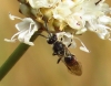 Lasioglossum sp. 1d3