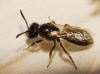 Lasioglossum sp. 2/3