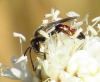 Lasioglossum sp. 3d3