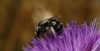Lasioglossum (Lasioglossum) sp.
