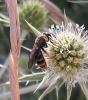 Lasioglossum sp.